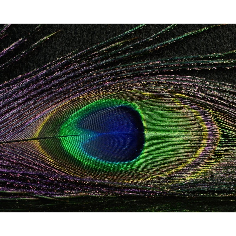 Nature’s Spirit Peacock Sticks Black