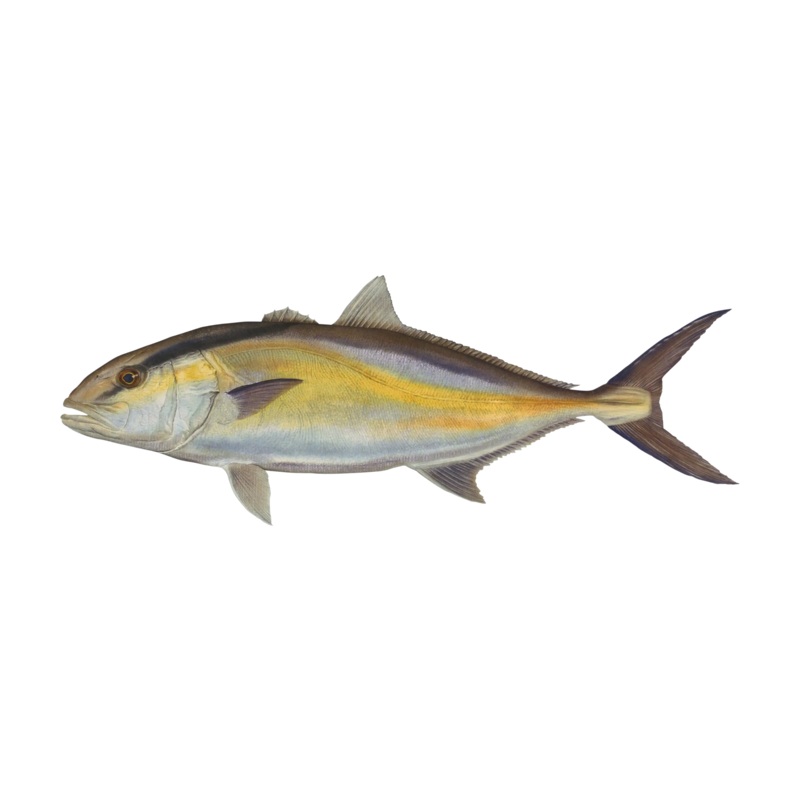 12″ Gamefish Boat & Truck Window Stickers Atlantic Salmon