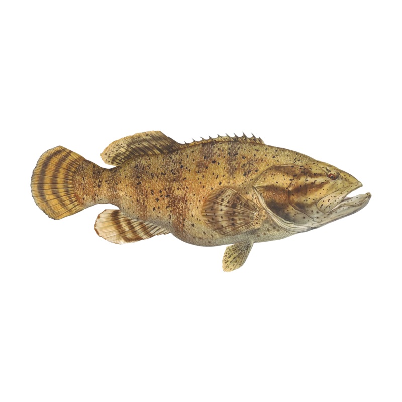 8″ Gamefish Boat & Truck Window Stickers Goliath Grouper