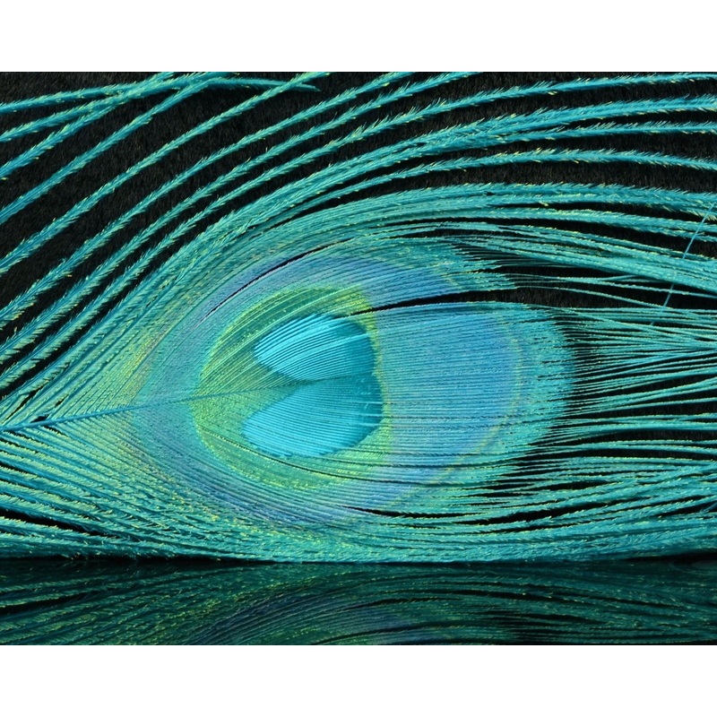 Nature’s Spirit Bleached & Dyed Peacock Sticks Black